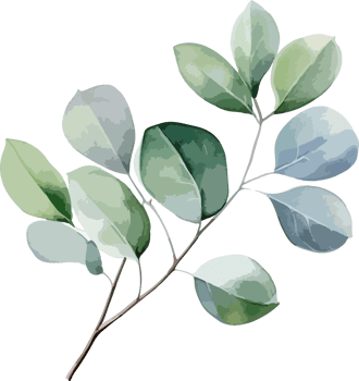 Eucalyptus clipart design illustration png