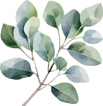 Eucalyptus clipart design illustration png