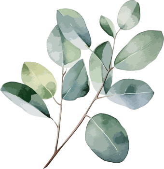 Eucalyptus clipart design illustration png
