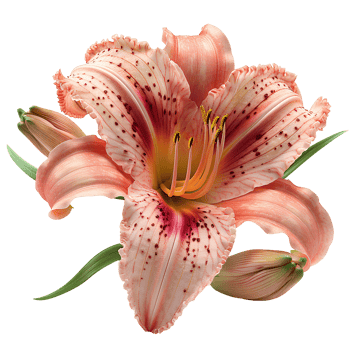 Daylily flower Summertime bloom of ditch-lily flower. Daylily flower top view. Daylily flat lay isolated png