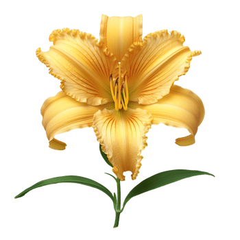 Daylily flower Summertime bloom of ditch-lily flower. Daylily flower top view. Daylily flat lay isolated png