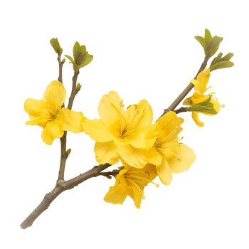 Isolated Yellow Twig Flowers on Transparent Backdrop png
