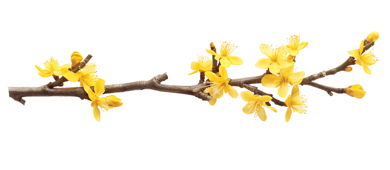 Yellow Floral Twig Elements with Transparency png
