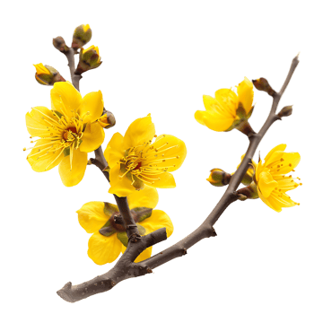 Twig Flowers on Clear Background Clipart png