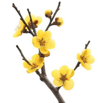 Yellow Twig Flowers Clipart with Transparency png