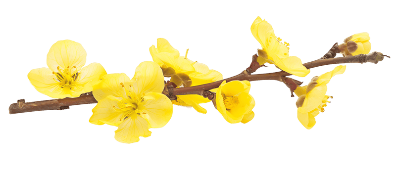 Isolated Yellow Twig Flowers on Clear Background png