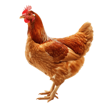 chicken isolated on transparent background png