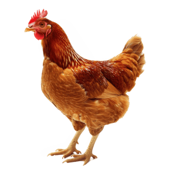 chicken isolated on transparent background png