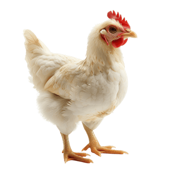 chicken isolated on transparent background png