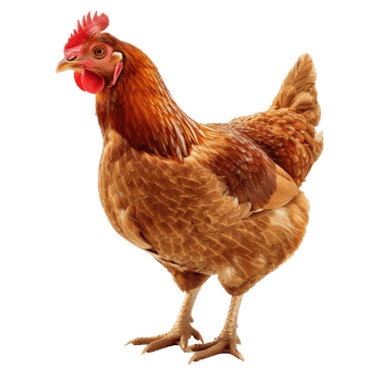chicken isolated on transparent background png