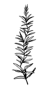 Wild plant retro ink sketch of weed. Hand drawn illustration of herb. Botanical clipart isolated on white background. vector