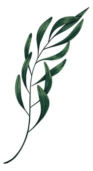 Green tropical tree branch. Hand drawn illustration. Colored realistic drawing of exotic plant leaves isolated on white. Single botanical clip art for design print, decor, wrap, card, sticker. vector
