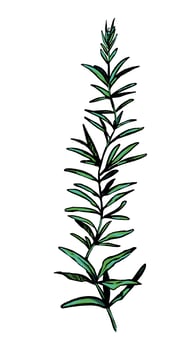 Wild plant retro ink sketch of weed. Hand drawn illustration of herb. Botanical clipart isolated on white background. vector