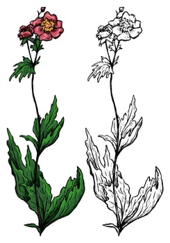 Geum Rivale, Water avens wild flower. Hand drawn illustration. Botanical sketch of field plant. Colored and outline clipart isolated on white. Vintage element for design, card, print, decor. vector