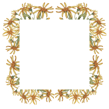 Arnica flowers in a square frame template. Mountain tobacco watercolor illustration, isolated for printing, greeting card, quote, gift tag, labels in cosmetics, herbal medicine, creams, ointments png