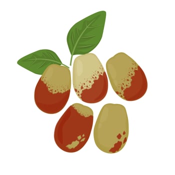 Illustration logo Clip art Fresh ripe Jujube Fruits vector