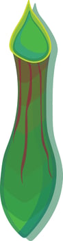 Isolated carnivorous plant vector