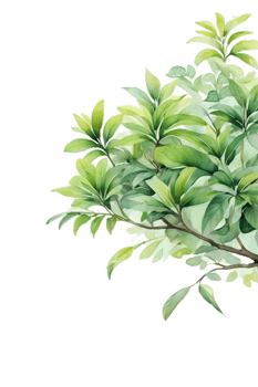 Leaves branch watercolor clipart png