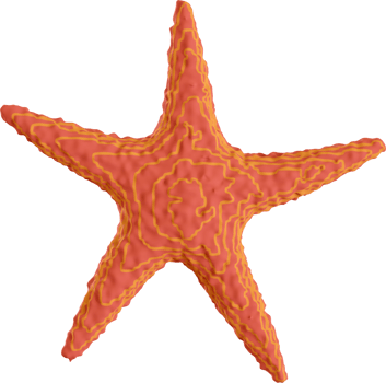 starfish, beach decoration png