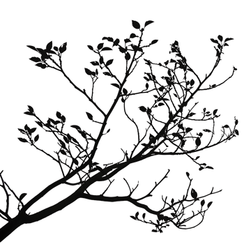 Clear Background Branches Silhouette Clip Out png