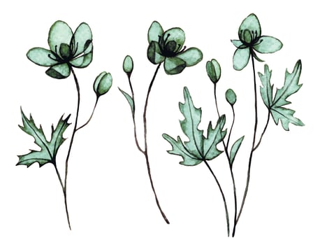 watercolor drawing, set of wild flowers. transparent flowers, x-ray vector
