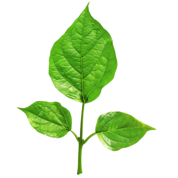 a green leaf png