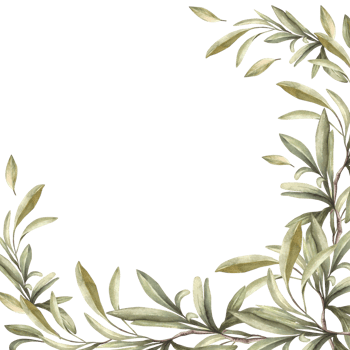 Olive tree branch frame Watercolor Mediterranean twig with green leaves. Botanical hand drawn illustration. Floral traditional clipart template for food or oil label, poster Isolated background. png