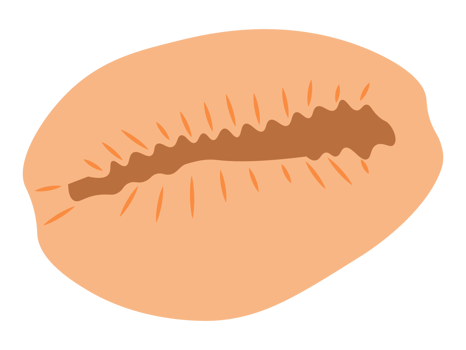 Orange Cowry Seashell png