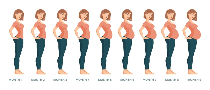 Young pregnant woman set. Fetal growth at different stages of pregnancy, monthly period. Illustration vector