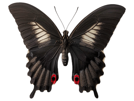 Butterfly with wings spread png