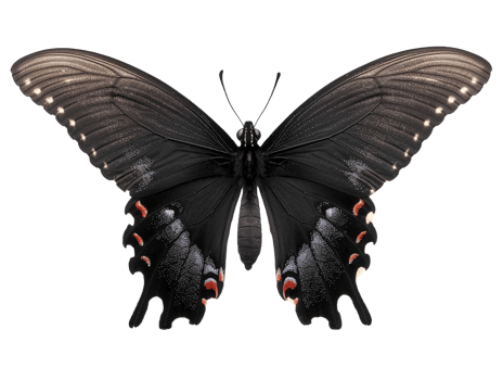 Butterfly with wings spread png
