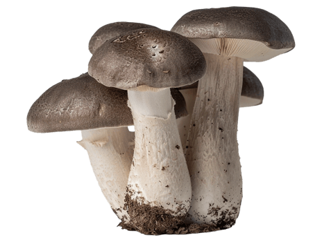 Isolated mushroom image png