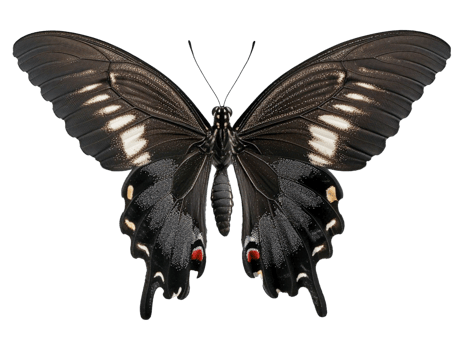 Butterfly with wings spread png