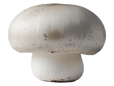 Isolated mushroom image png