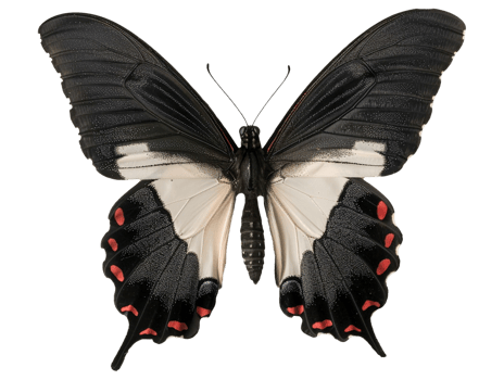 Butterfly with wings spread png