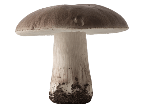 Isolated mushroom image png