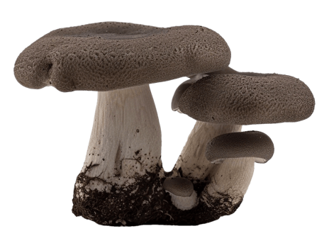 Isolated mushroom image png