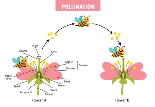 Diagram Showing Pollination With Flower And Bee vector