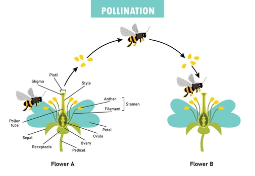 Diagram Showing Pollination With Flower And Bee vector