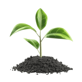 A plant growing out of dirt on a transparent background. png