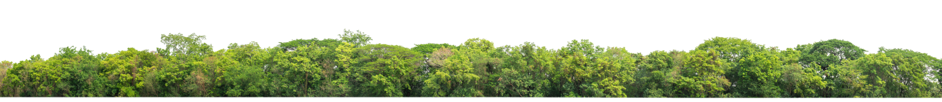 Green Trees on transparent background. are Forest and foliage in summer for both printing and web pages with cut path and alpha channel png