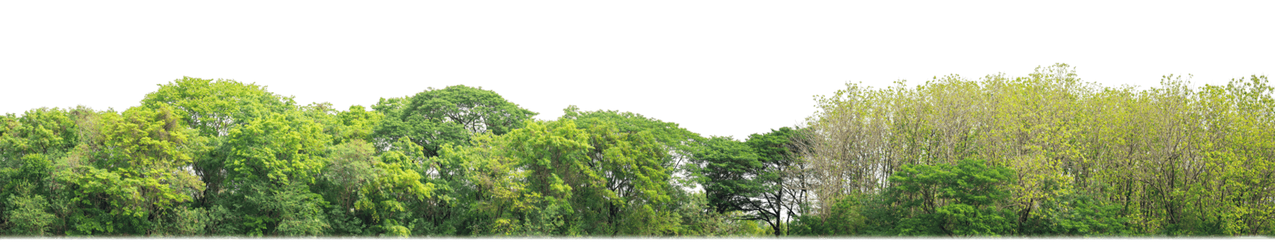 Green Trees on transparent background. are Forest and foliage in summer for both printing and web pages with cut path and alpha channel png