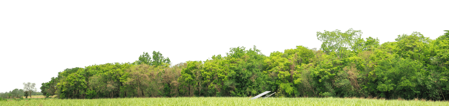 Green Trees on transparent background. are Forest and foliage in summer for both printing and web pages with cut path and alpha channel png