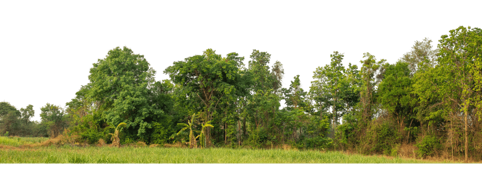 Green Trees on transparent background. are Forest and foliage in summer for both printing and web pages with cut path and alpha channel png