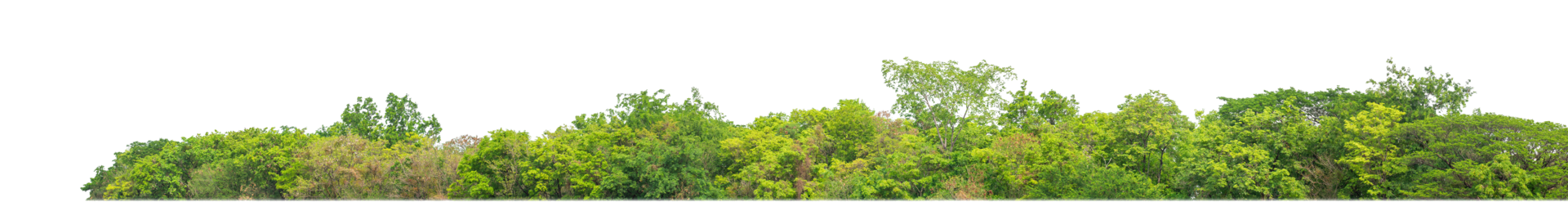 Green Trees on transparent background. are Forest and foliage in summer for both printing and web pages with cut path and alpha channel png