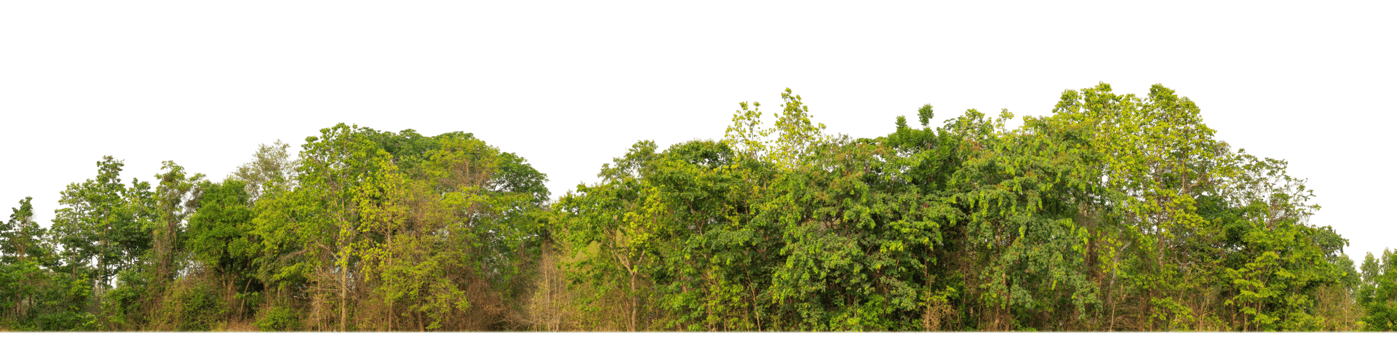 Green Trees on transparent background. are Forest and foliage in summer for both printing and web pages with cut path and alpha channel png