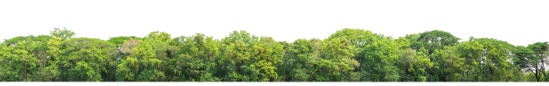 Green Trees on transparent background. are Forest and foliage in summer for both printing and web pages with cut path and alpha channel png