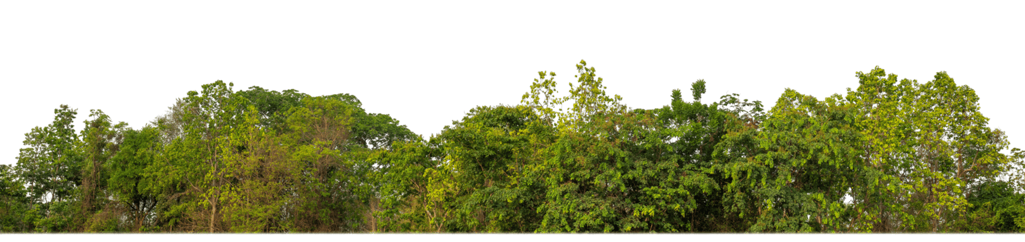 Green Trees on transparent background. are Forest and foliage in summer for both printing and web pages with cut path and alpha channel png
