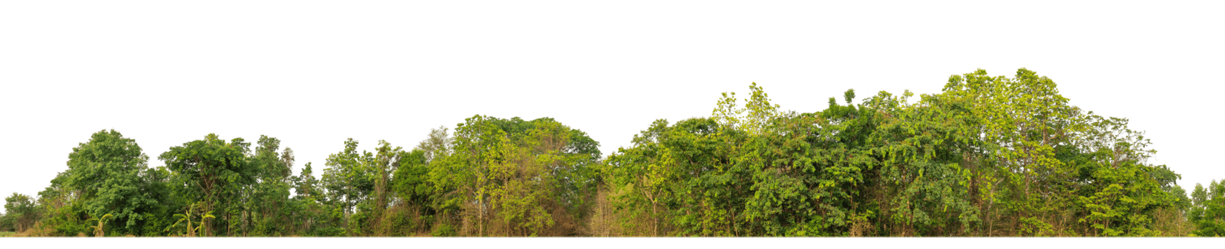 Green Trees on transparent background. are Forest and foliage in summer for both printing and web pages with cut path and alpha channel png