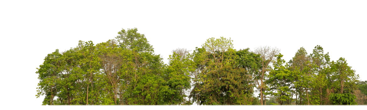 Green Trees on transparent background. are Forest and foliage in summer for both printing and web pages with cut path and alpha channel png